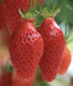 entretenir la saveur de la fraise hors sol avec l'utilisation d'un ferment bio