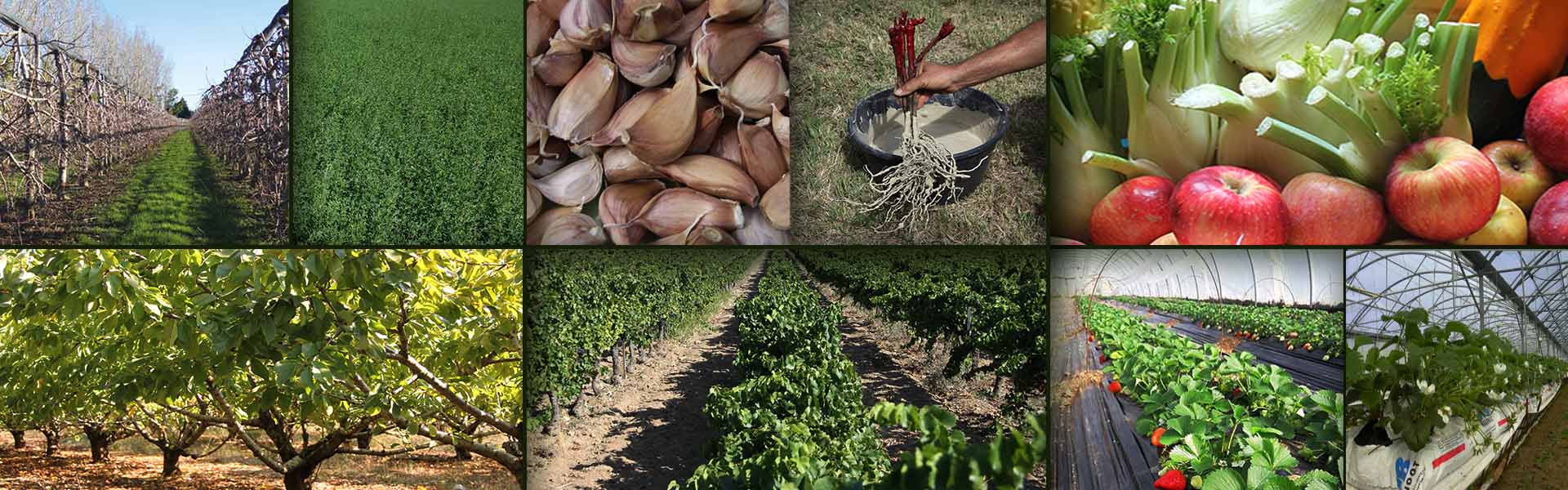 fertilisation et enrichissement avec un ferment céréales bio EIRL Roussin