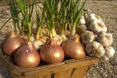 Trempage bulbes caieux