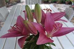 Amélioration de la croissance des fleurs