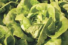 utilisation nutri-zome en goutte-a-goutte