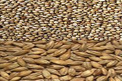 Enrobage graine meilleure germination