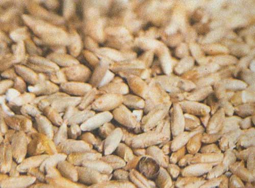 semis réguliers et enrobage graines et semences avec du ferment bio