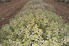 Le ferment et la croissance des aromatiques