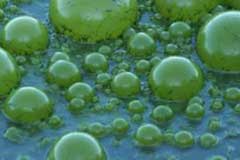 Bienfaits du ferment de céréales sur les équidés