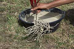 Pralinage des racines