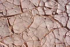 amélioration avec le ferment de céréales bio sur les sols surexploités