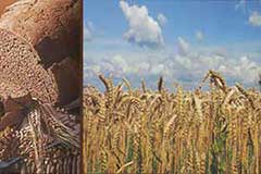 enrobage et protection des céréales