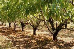 Enrichir le système racinaire des arbres