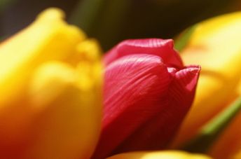 Croissance et développement de vos plantes