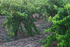 Débloquer le système racinaire des vignes